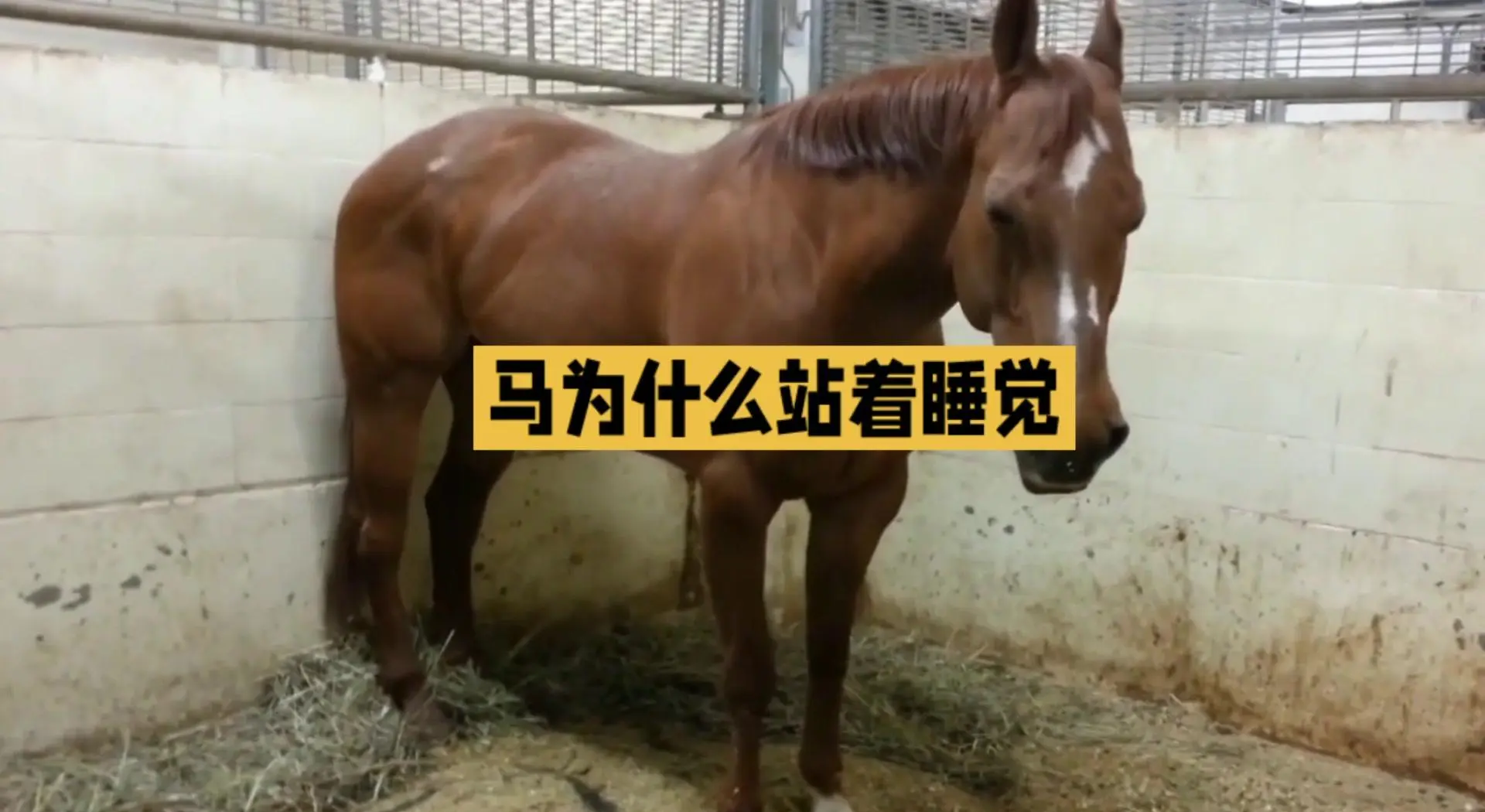马是怎样睡觉的？